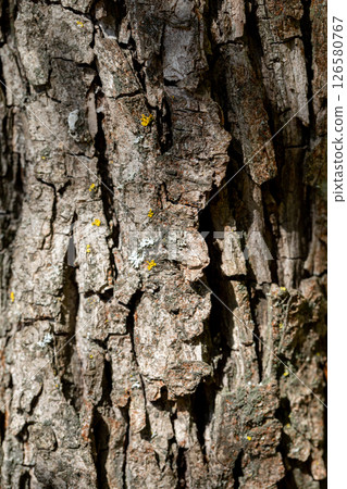 A detailed and upclose view of textured tree bark showcasing beautiful natural patterns A detailed and upclose view of textured tree bark showcasing beautiful natural patterns 126580767