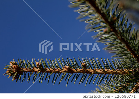 A closeup view of a pine tree branch beautifully framed against a clear blue sky backdrop A closeup view of a pine tree branch beautifully framed against a clear blue sky backdrop 126580771