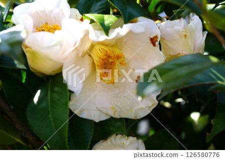 White camellia 126580776