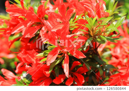 花瓣和葉子都很細的杜鵑花“小月小月” 126580844