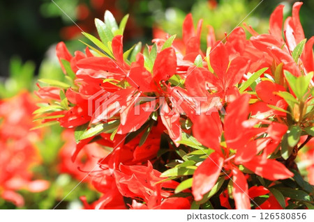 花瓣和葉子都很細的杜鵑花“小月小月” 花瓣和葉子都很細的杜鵑花“小月小月” 126580856