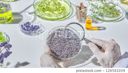 Lavender buds being carefully poured into a clear glass dish in preparation for testing or display in research setting. A researcher uses a magnifying glass to check the quality of lavender flowers Lavender buds being carefully poured into a clear glass dish in preparation for testing or display in research setting. A researcher uses a magnifying glass to check the quality of lavender flowers 126581039