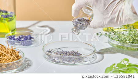 Scientist holding bunch of dried lavender buds above a clear dish in preparation for botanical skincare formulation. Lavender studied in the laboratory Scientist holding bunch of dried lavender buds above a clear dish in preparation for botanical skincare formulation. Lavender studied in the laboratory 126581041