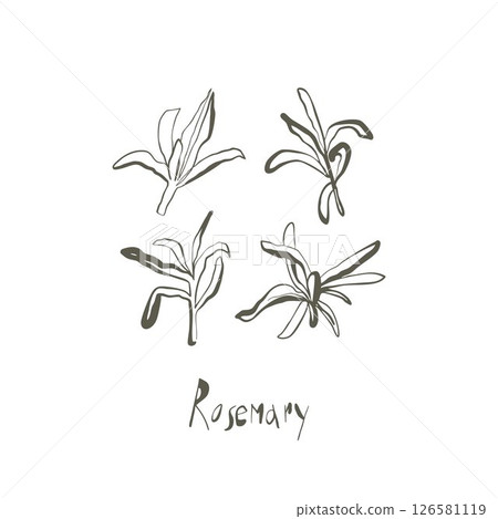 Hand drawn whimsical rosemary sprigs in natural line art style with playful flow and handwritten herb name Hand drawn whimsical rosemary sprigs in natural line art style with playful flow and handwritten herb name 126581119