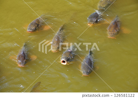 池塘的鯉魚 池塘的鯉魚 126581122