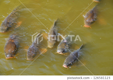 池塘的鯉魚 126581123