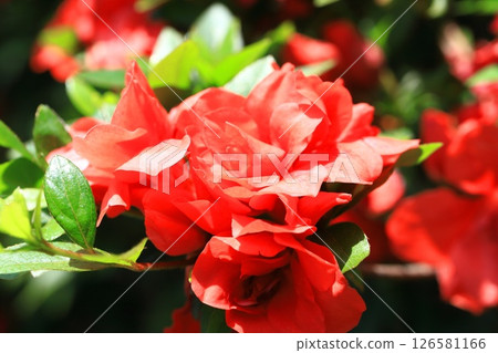 朱紅色重瓣杜鵑花 朱紅色重瓣杜鵑花 126581166