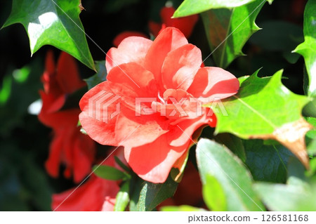 朱紅色重瓣杜鵑花 朱紅色重瓣杜鵑花 126581168