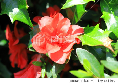 Vermilion double-flowered azalea 126581169