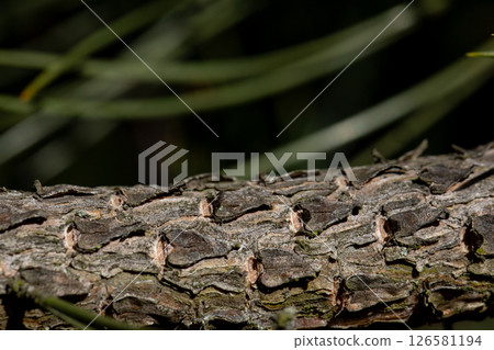A CloseUp Image of Textured Rough Tree Bark Accented by a Background of Greenery 126581194