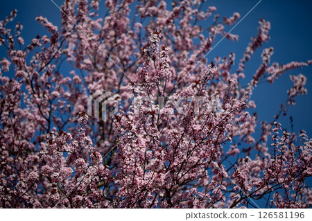 A Cherry Tree in Full Bloom Surrounded by a Vibrant Clear Blue Sky on a Beautiful Day 126581196