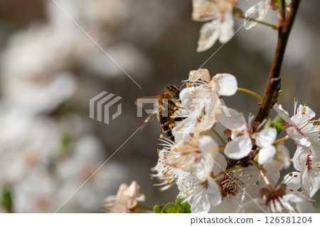 A Bee Engaging in Pollinating Beautifully Blooming Cherry Blossoms During the Spring 126581204