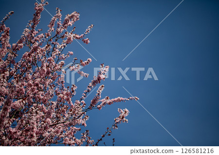 A Beautiful Cherry Tree in Full Bloom Set Against a Clear and Bright Blue Sky Above A Beautiful Cherry Tree in Full Bloom Set Against a Clear and Bright Blue Sky Above 126581216