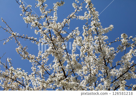 A Beautiful Blossoming Cherry Tree Stands Vividly Against a Clear Blue Sky Above A Beautiful Blossoming Cherry Tree Stands Vividly Against a Clear Blue Sky Above 126581218