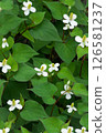 White flowers of Houttuynia cordata blooming in June 126581237