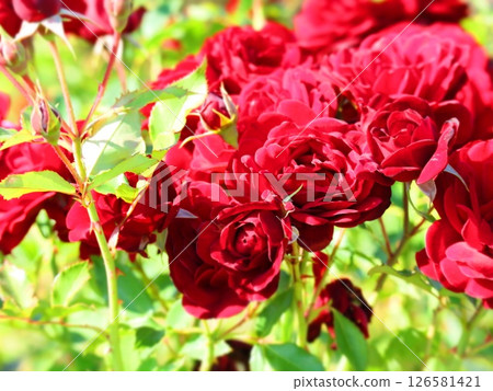 Autumn sunlight and medium-sized roses, black butterfly, close-up Autumn sunlight and medium-sized roses, black butterfly, close-up 126581421