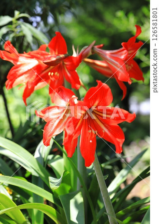 大花阿瑪麗利斯 126581801