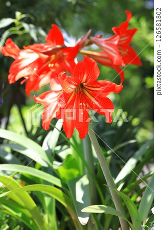 大花阿瑪麗利斯 126581802