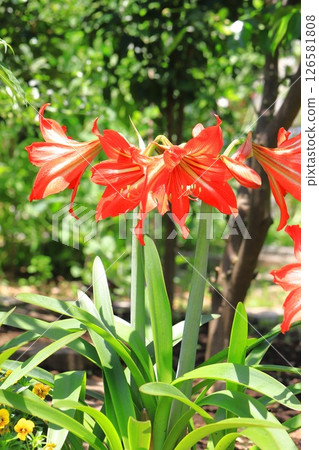 Large-flowered Amaryllis 126581808