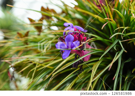 Close-up of Wallisia cyanea, a bromeliad with striking blue violet flowers and pink bracts, from the Bromeliaceae family, grown as tropical ornamental. Close-up of Wallisia cyanea, a bromeliad with striking blue violet flowers and pink bracts, from the Bromeliaceae family, grown as tropical ornamental. 126581986
