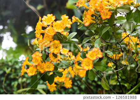 Orange Rhododendron zoelleri blossoms in tropical garden setting, exotic flowers from the Ericaceae family, vibrant and decorative plant in nature. Orange Rhododendron zoelleri blossoms in tropical garden setting, exotic flowers from the Ericaceae family, vibrant and decorative plant in nature. 126581988