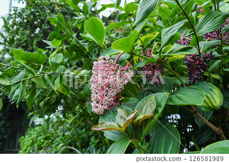 Medinilla magnifica in its natural environment. Tropical shrub with large pink flower clusters and lush green foliage Medinilla magnifica in its natural environment. Tropical shrub with large pink flower clusters and lush green foliage 126581989