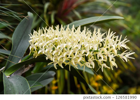 Closeup of blooming Dendrobium speciosum rock orchid with creamy yellow flowers and green leaves 126581990