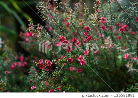 Red flowers of Leptospermum scoparium blooming on dense green shrubs with small needle-like leaves, native to Australia and New Zealand 126581991