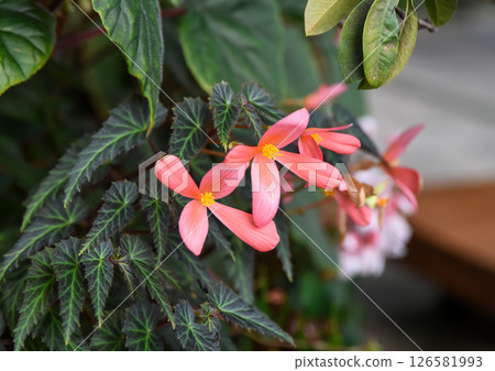Pink Begonia boliviensis in full bloom, delicate tubular petals and lush foliage, a tropical ornamental flower from the Begoniaceae family. 126581993
