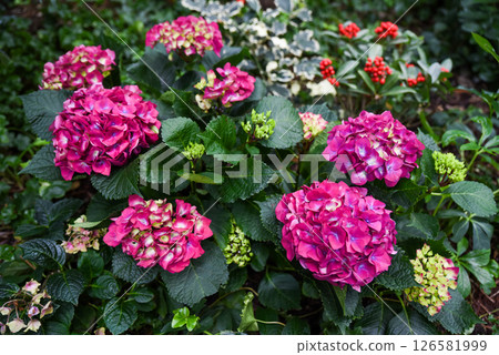 Hydrangea macrophylla Red Baron in bloom with deep pink flowers, also known as Bigleaf or French Hydrangea. Garden plant from Hydrangeaceae family. Hydrangea macrophylla Red Baron in bloom with deep pink flowers, also known as Bigleaf or French Hydrangea. Garden plant from Hydrangeaceae family. 126581999
