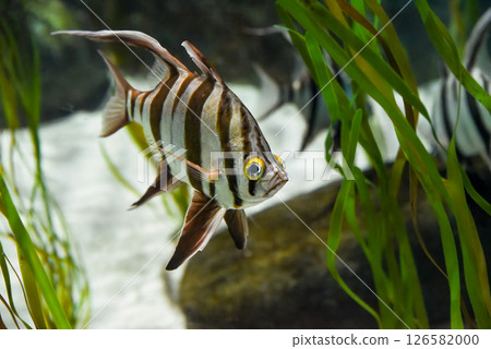 Enoplosus armatus known as Old wife fish seen in an aquarium tank at Sentosa Singapore. Distinctive stripes and long graceful fins. Enoplosus armatus known as Old wife fish seen in an aquarium tank at Sentosa Singapore. Distinctive stripes and long graceful fins. 126582000