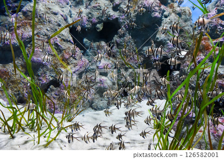 A large group of Banggai cardinalfish Pterapogon kauderni swims among green algae in a public aquarium in Singapore. Distinct black stripes and long fins. 126582001