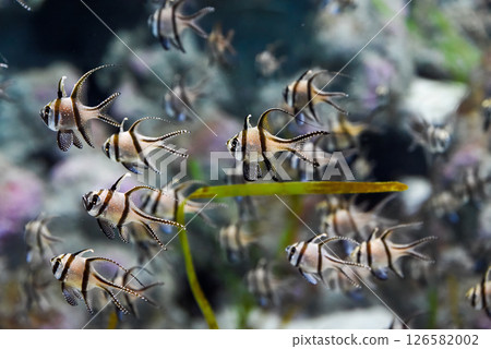Several Banggai cardinalfish with striped silver bodies and long black fins swim in a tropical aquarium in Singapore. Close view of the peaceful species. 126582002