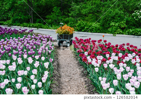 Garden wheelbarrow loaded with young seedlings rests on narrow path between lush tulip beds in white purple pink and red hues, ready for planting now. 126582014