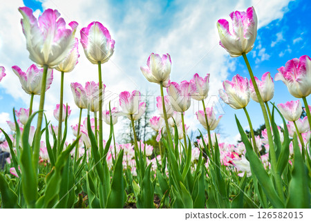Silver Parrot tulips with white petals and pink edges viewed from below against blue sky with clouds, ideal floral background for greeting cards. 126582015