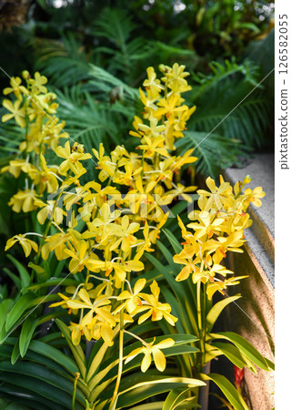 Vertical close-up of Yellow Sun Vanda orchid in bloom. Bright yellow petals and tropical detail make it ideal for floral themes or background use. 126582055