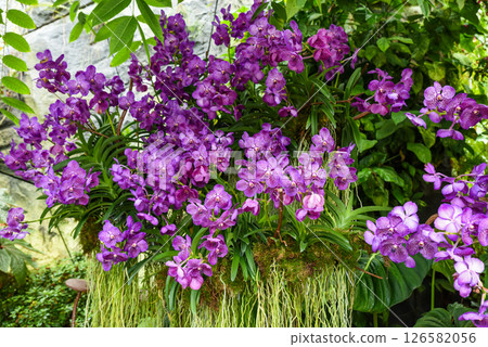 Wide horizontal shot of many blooming violet and lilac Vanda orchids. Soft floral scene perfect for background, template, or greeting card layout. 126582056