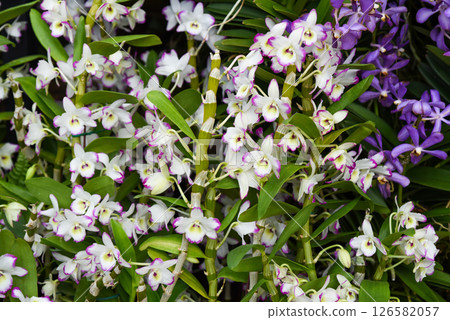 Horizontal photo of white Dendrobium nobile orchids with soft lilac edges. Elegant floral detail ideal for botanical themes or background use. 126582057