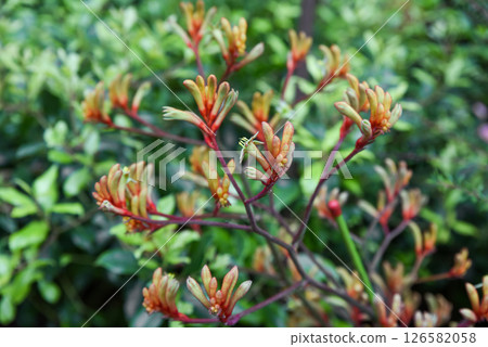 Bright Anigozanthos flavidus kangaroo paw with vivid orange green red flowers. Evergreen Kangaroo Paw plant in Singapore tropical gardens. 126582058