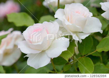 Rose (pearl shellfish) 126582094
