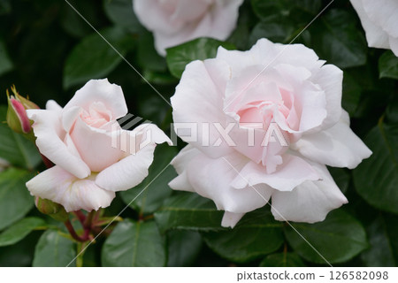 Rose (Constanze Mozart) 126582098