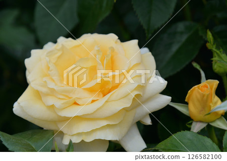 Rose (Andre Grandier) Rose (Andre Grandier) 126582100