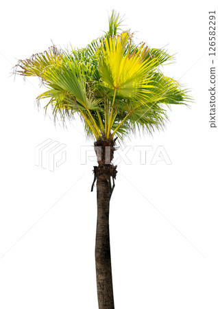 Coconut tree white background Coconut tree white background 126582291