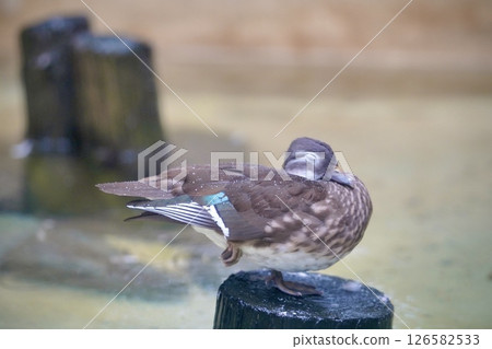 一隻可愛的鴨子單腳睡覺 126582533