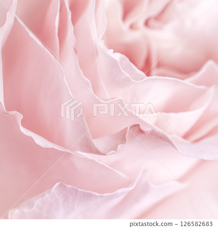 Soft pink rose petals create a delicate, romantic, and elegant background, perfect for themes of love, beauty, and tenderness. Soft pink rose petals create a delicate, romantic, and elegant background, perfect for themes of love, beauty, and tenderness. 126582683