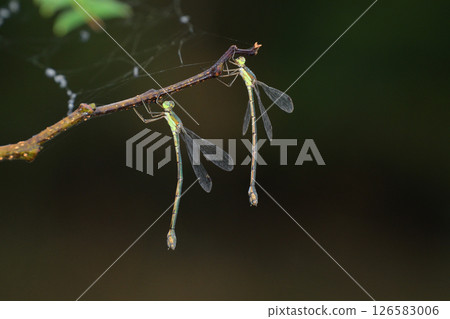 Oh yeah Oh yeah 126583006