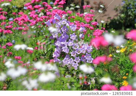 Early summer flower field (campanula, hawkweed, nigella) 126583081