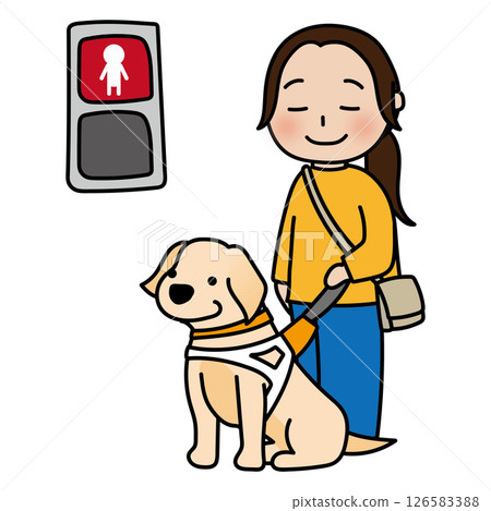 A droopy-eared guide dog stops at a red light A droopy-eared guide dog stops at a red light 126583388