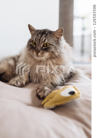 Domestic fluffy gray cat lies on a pillow with his favorite toy Domestic fluffy gray cat lies on a pillow with his favorite toy 126583506