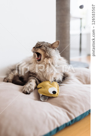 Domestic fluffy gray cat lies on a pillow with his favorite toy Domestic fluffy gray cat lies on a pillow with his favorite toy 126583507